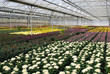 Serre de Chrysanthèmes