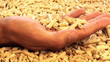 Video: hand mit holzpellets zum einheizen hand mit holzpellets zum einheizen