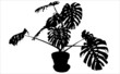 plante 2