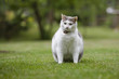 Cat Obese