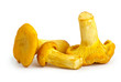 Three chanterelle mushrooms