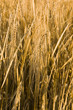 Rye ears