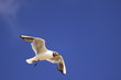 Seagull