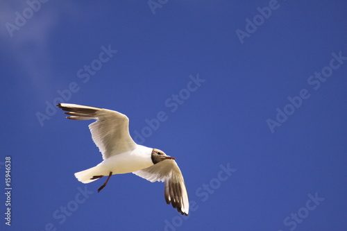 Seagull