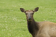 close-up of Cow Elk