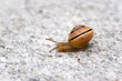 Sea Snail