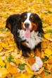 Bernese mountain dog