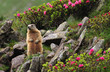 Foto: Marmot between flowers Marmot between flowers