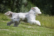 bearded collie blanc courant de profil dans l'herbe - beauté bearded collie blanc courant de profil dans l'herbe - beauté