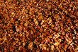 Brown fall maple leaves