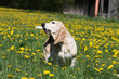 vieux basset artésien normand marchant parmi les fleurs
