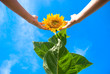 sunflower sunflower