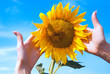 Sunflower in hands against the sky Sunflower in hands against the sky