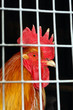 Cock