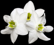 triplette blanche sur fond noir