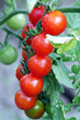 Tomates fraîches