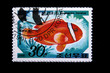 fish Ampheprion frenatus fish Ampheprion frenatus