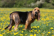 jeune chien de saint-hubert de profil tête tournée - pissenlits