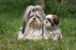 petit chiot shih tzu couché à côté de sa maman - protection