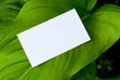 feuille verte - environnement vert et business card