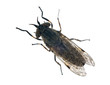 isolated gadfly isolated gadfly