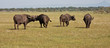 Buffalo Herd in Tanzania