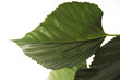Mulberry leaves, Morus nigra