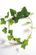 Ivy leaves, Hedera helix