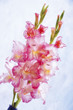 Gladiolus