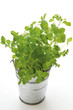 Potted marjoram, elevated view