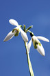 Snowdrops, close-up