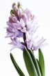 Hyacinthe, close up