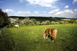 Horses grazing in pasture
