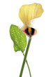 Yellow calla lily (zantedeschia aethiopica), close-up