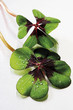 Two four-leafed clover, close-up