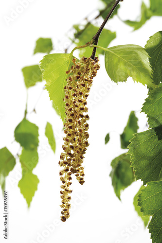 Foto: Birch pollen, close-up Birch pollen, close-up