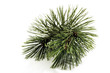 Piece of pine (Pinus), close-up