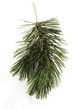 Piece of Pine (Pinus), close-up