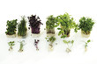 Cress in pots, close-up
