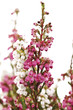 Cross-leaved heath (Erica tetralix)