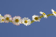 Daisy chain (Bellis perennis)