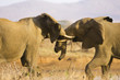 South Africa, Krüger National Park, Elefants struggling