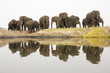 Africa, Botswana, Chobe National Park, Elefants at Chobe river