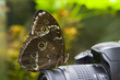 Photo: Morpho Peleides sitting on camera, close-up Morpho Peleides sitting on camera, close-up