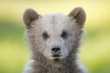 European Brown bear cub (Ursus arctos), close-up