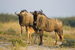 Africa, Botswana, Wildebeest and calf (Connochaetes taurinus)
