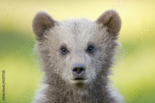 Photo: European Brown bear cub (Ursus arctos), close-up European Brown bear cub (Ursus arctos), close-up