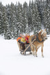 Italy, South Tyrol, Seiseralm, Family riding in sleigh