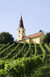 Austria, Kapfenstein, Steiermark, vineyard