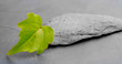 bandeau horizontal, environnement naturel vert